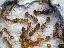 Борьба с муравьями в квартире