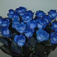 Как сделать синие розы?