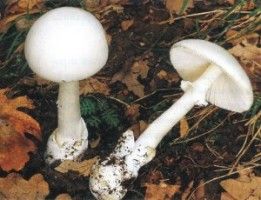 Как отличить ложный гриб?