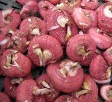 Как хранить луковицы гладиолусов зимой?