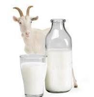 Чем полезно козье молоко?