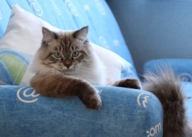 Как избавиться от запаха кошачьей мочи на диване?