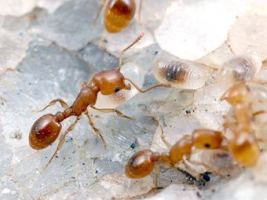Как бороться с домашними муравьями?