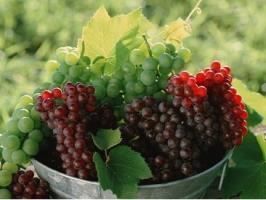 Как хранить виноград?
