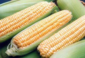 Как варить кукурузу в початках?