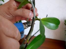 Как пересадить орхидею после цветения?