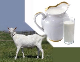 Козье молоко при аллергии