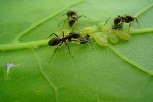 Как избавиться от муравьев в теплице?
