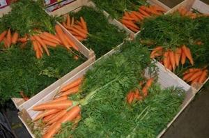Как хранить морковь в погребе?