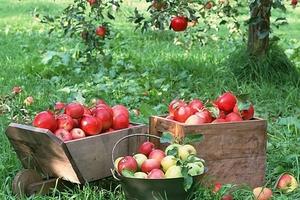 Чем подкормить яблони весной?