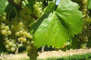 Чем подкормить виноград весной?