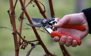 Как правильно обрезать виноград весной?