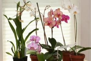 Примета "орхидея в доме"