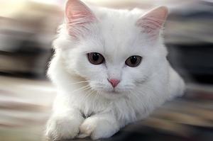 Приметы про белых кошек