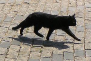 Приметы про черную кошку