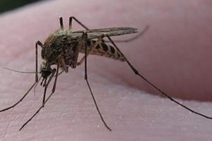 Как избавиться от комаров в квартире?