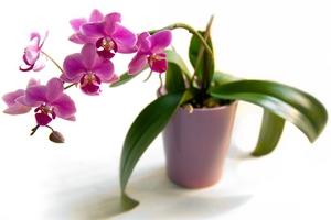 Можно ли держать дома орхидею?