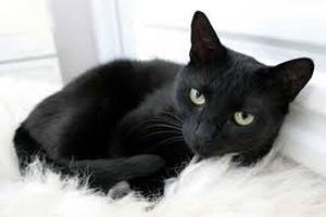 Примета "черная кошка в доме"