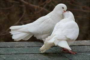 Приметы про белых голубей