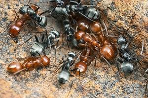 Приметы про муравьев