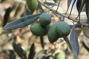Как вырастить оливковое дерево из косточки?