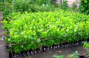 Как посадить саженцы винограда весной?
