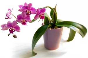 Почему чернеют листья у орхидеи?