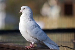 Примета "белый голубь сел на подоконник"