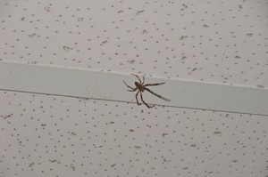 Примета "паук на потолке"