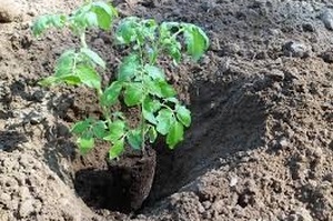 Когда высаживать рассаду помидоров в открытый грунт?