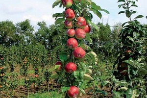 Почему не плодоносит колоновидная яблоня?