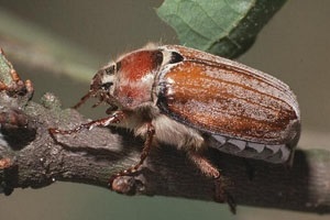 Приметы про майского жука