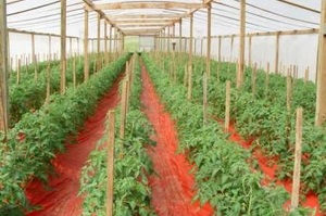 Секреты выращивания томатов в теплице