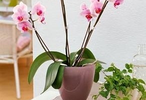 Вянут листья у орхидеи