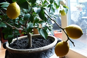 Как пересадить лимон в домашних условиях?