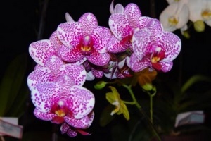 Орхидея фаленопсис не цветет, что делать?