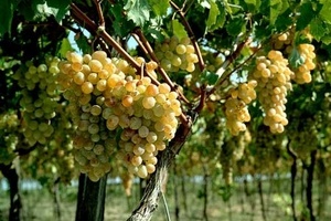 Уход за виноградом в средней полосе
