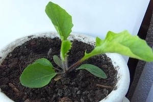 Как вырастить герберу из семян в домашних условиях?