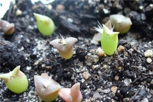 Как вырастить кактусы из семян в домашних условиях?