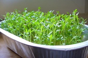 Как вырастить кресс-салат на подоконнике?
