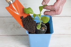 Как вырастить рассаду петунии в домашних условиях?