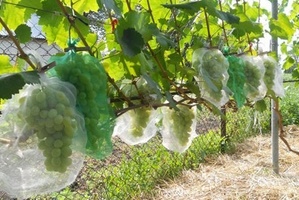 Как защитить виноград от ос?