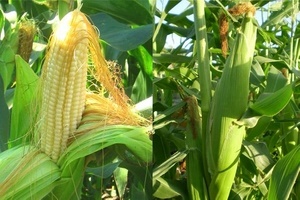 Как вырастить кукурузу в Подмосковье?