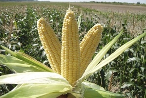 Как вырастить кукурузу в Сибири?