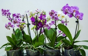 Орхидея фаленопсис: уход после цветения