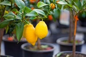 Почему не цветет лимон в домашних условиях?
