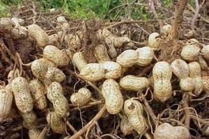 Как вырастить арахис на Урале?