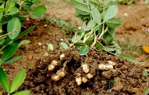 Как вырастить арахис в Сибири?