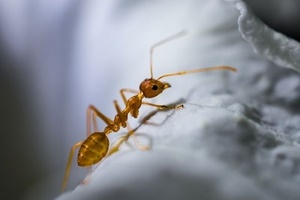 Как избавиться от красных муравьев в квартире?