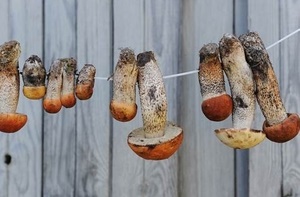 Как сушить грибы на нитке?
